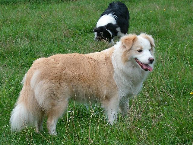 Wildblue border hot sale collies